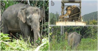 a:迷い込んだボルネオゾウとb:トラックで移動する様子とc:森に帰るボルネオゾウ