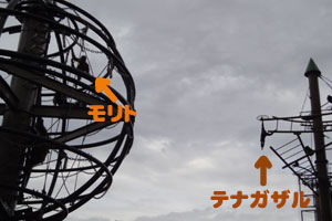 モリトとテナガザルの様子