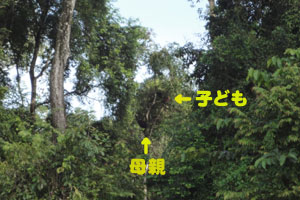 野生のオランウータンの親子の様子