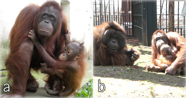 リアンにべったりなモリトとジャックとの初めての同居の様子