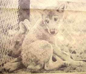 シベリアオオカミやアカゲザルの赤ちゃん