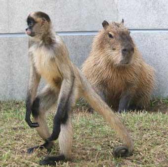 くもざるとかぴばら