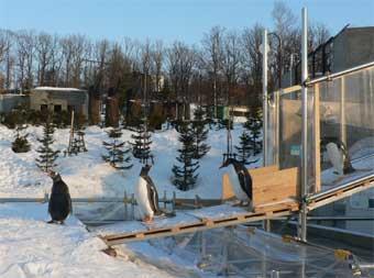 ペンギンのトボガン広場