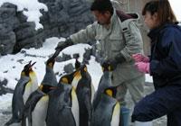 ペンギンにエサを与えるスタッフ