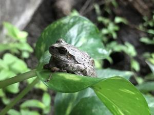 アマ灰色