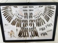 羽根の展示