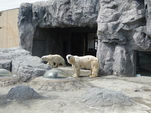 ほっきょくぐま館放飼場