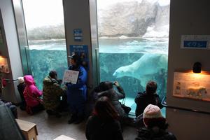 ほっきょくぐま館巨大プール