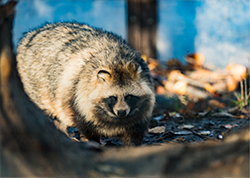 入園料ページ　アイコン