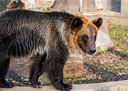 お約束ページ　アイコン