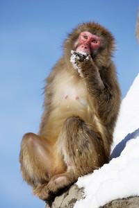 さる山改修画像