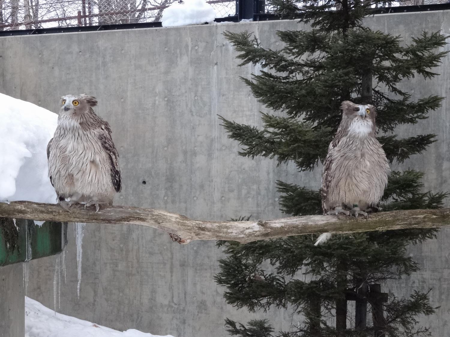 冬の旭山動物園画像