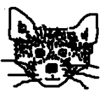 レッサーパンダ画