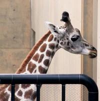 雌のキリンを寝室に画像