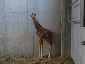 キリンの赤ちゃん