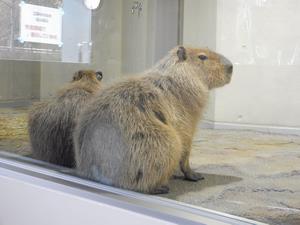 かぴばら