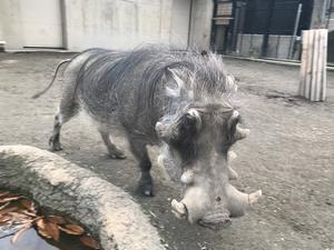 イノシシ
