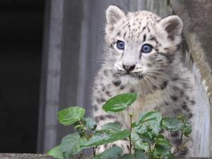 ユキヒョウ
