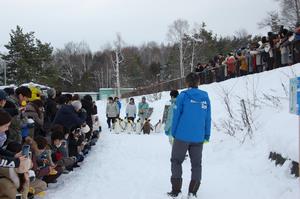 ペンギンの散歩