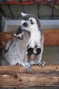 ワオキツネザルの親子