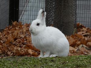 エゾユキウサギ