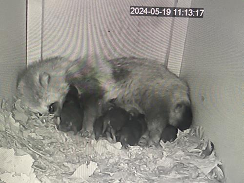 tanuki