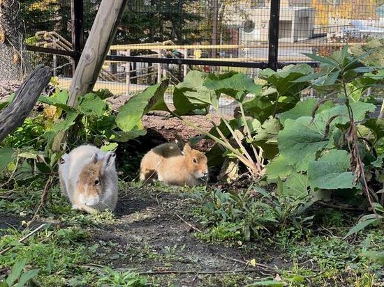 エゾユキウサギ