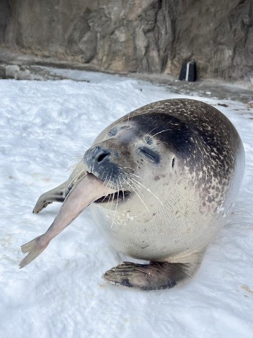 アザラシ