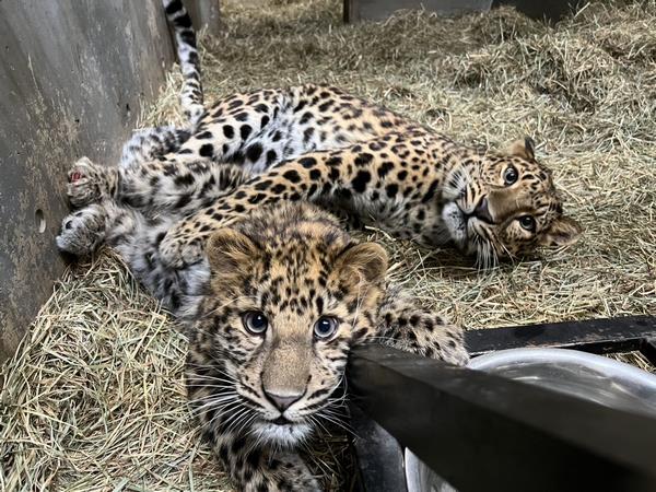 アムールヒョウ