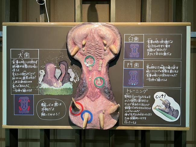 カバの3D手作り看板