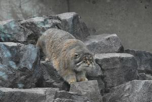 マヌルネコ