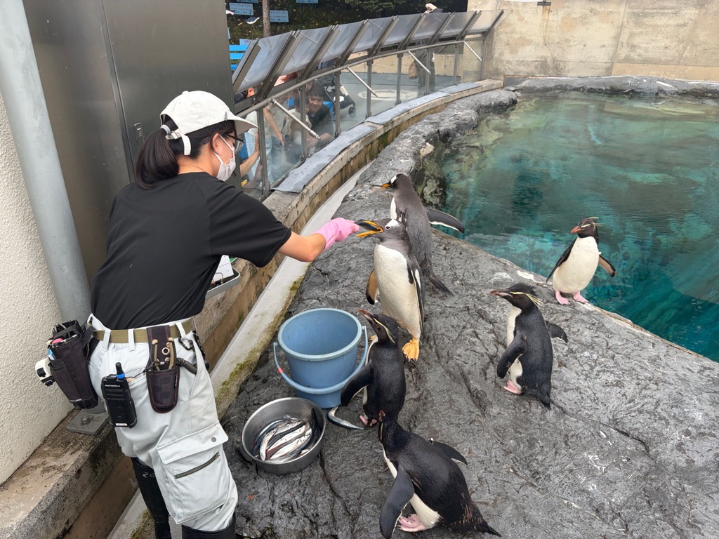 ペンギンエサやり