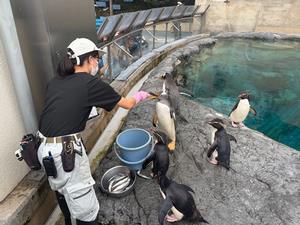 ペンギンエサやり