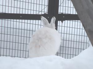 うっすら茶色