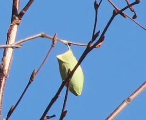 ウスタビガ繭寄り