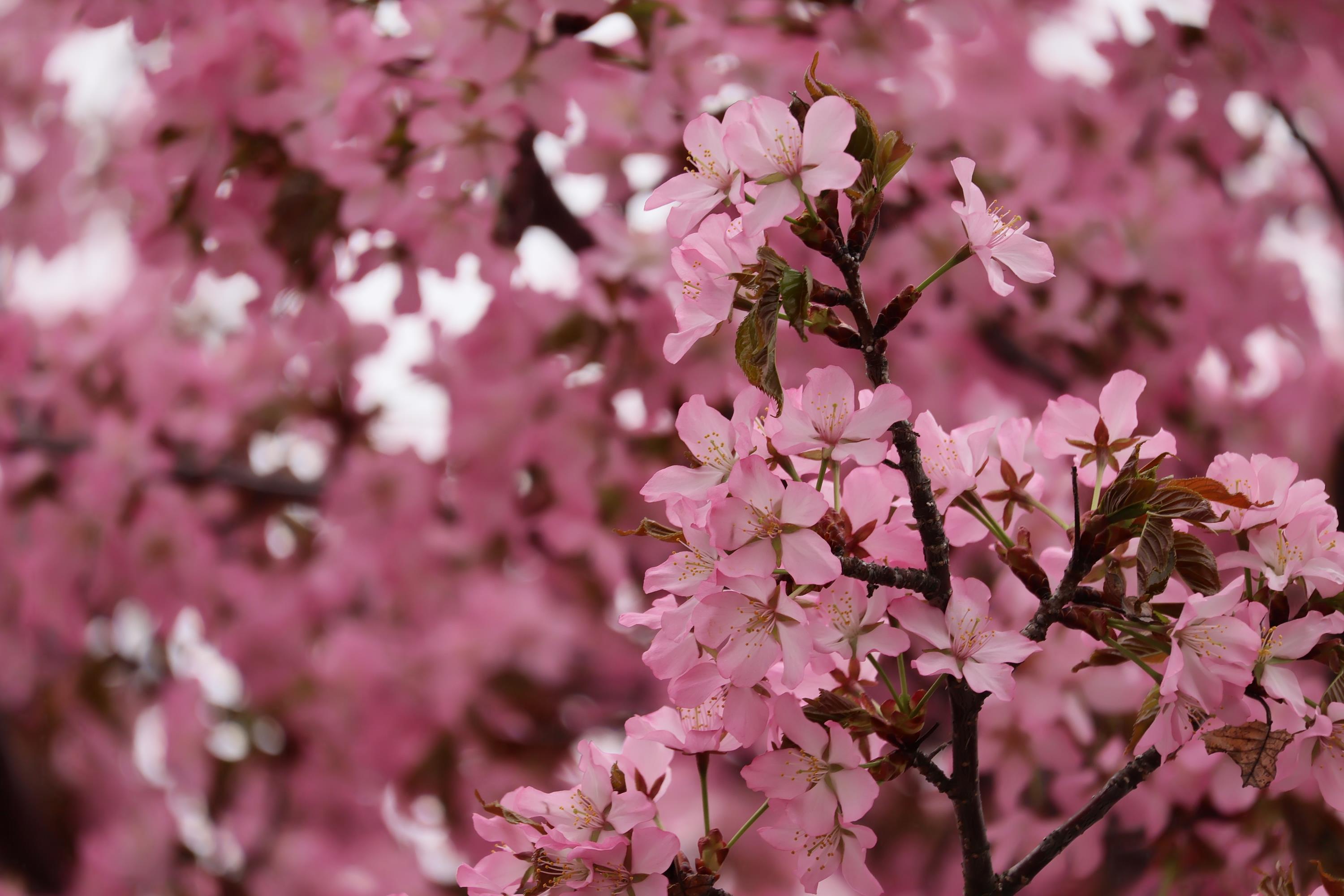 ダチョウの桜