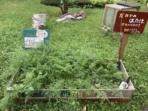 にんじん畑