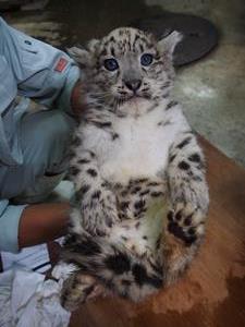 ユキヒョウ画像1