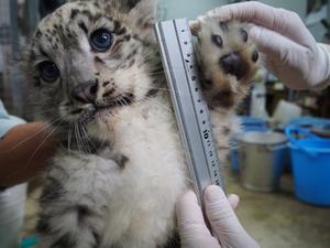 ユキヒョウ画像3