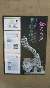 ユキヒョウ画像4