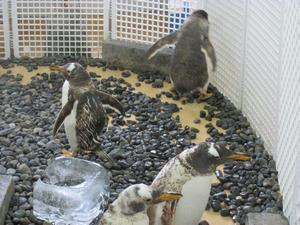 ジェンツーペンギン