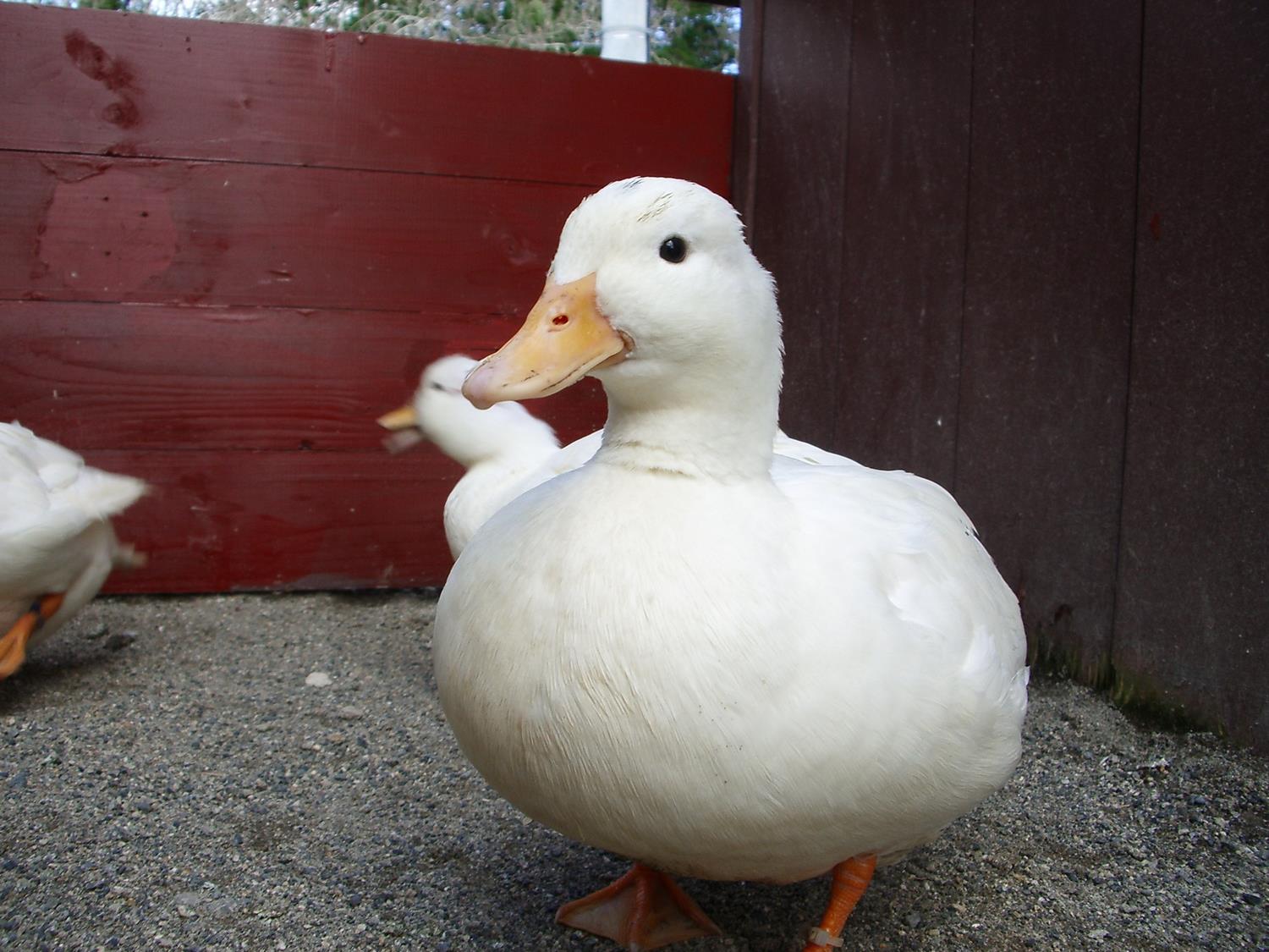 旭川市 旭山動物園 コールダックの新しい放飼場