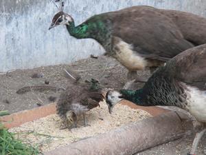 エサを食べるヒナ