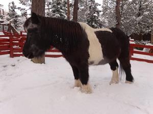 雪の中のポニー