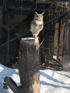 ワシミミズク