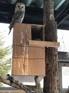 エゾフクロウ