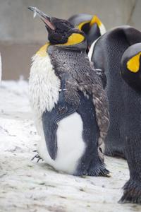 キングペンギン換羽