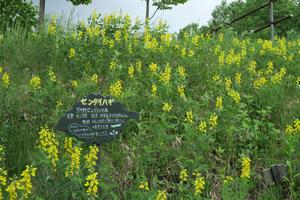 満開の野草