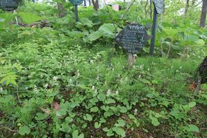 小道にある野草園