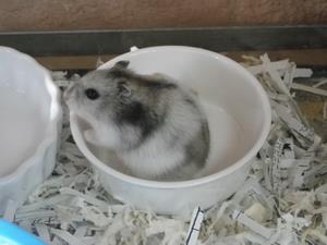 白い毛ハム